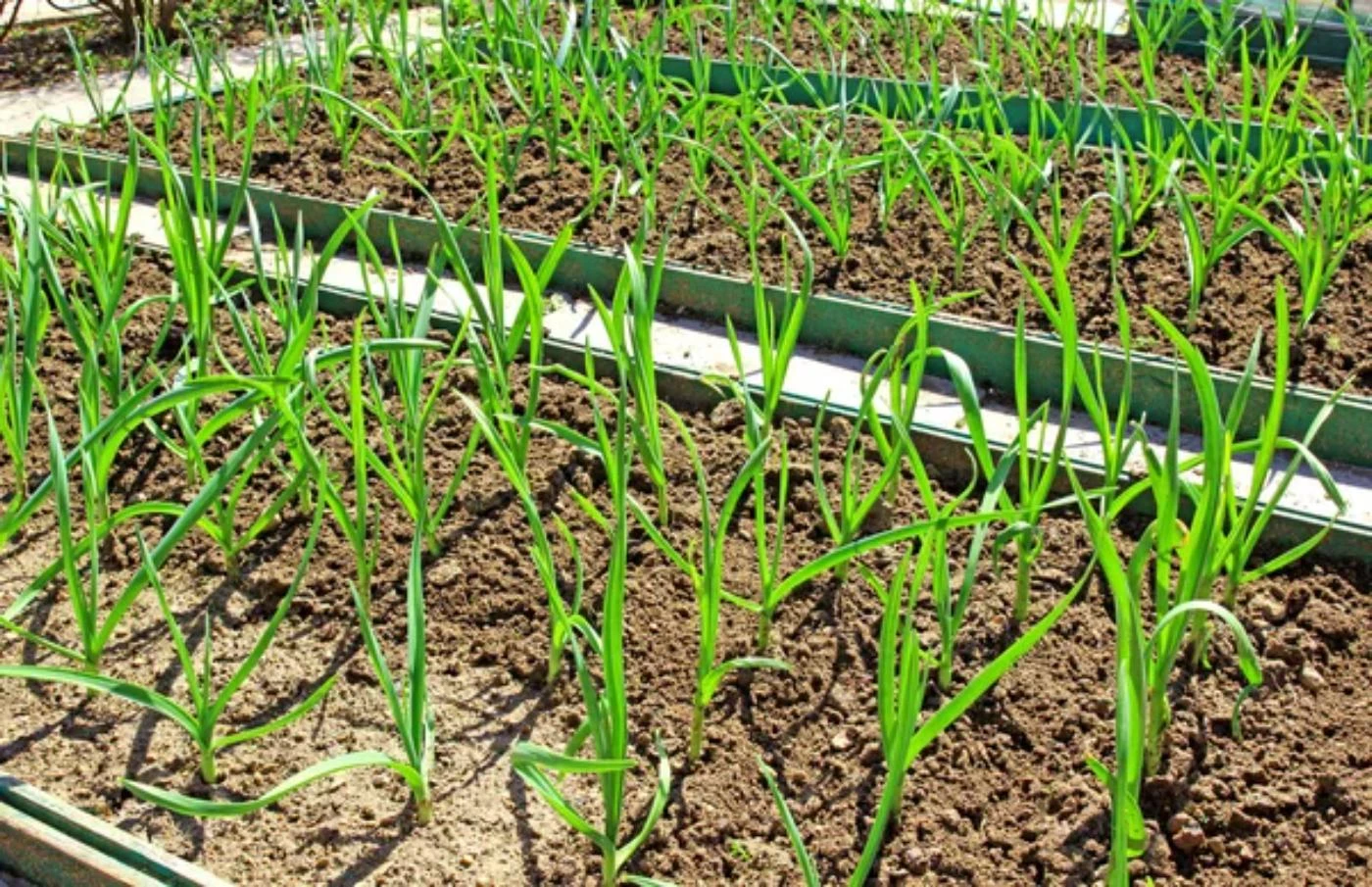 How Much Space Does Garlic Need to Grow? (More Than You Think) 🐝