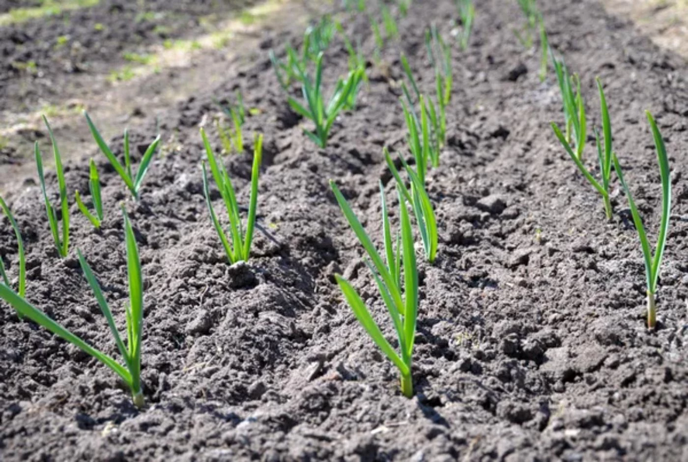 How Much Space Does Garlic Need to Grow? (More Than You Think) 🐝