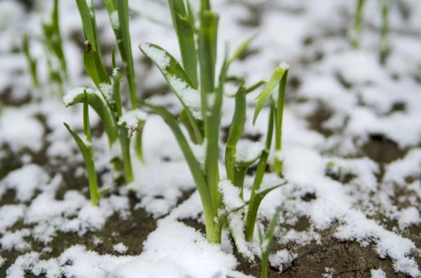 Can Garlic Plants Survive Frost? (How and for How Long) 🐝