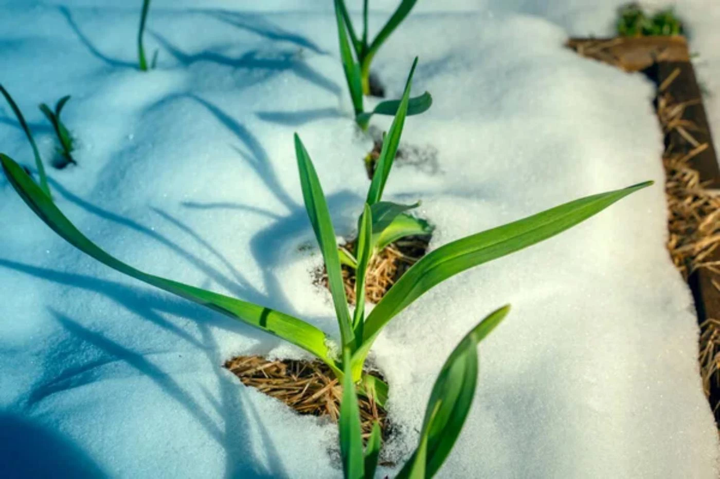 Can Garlic Plants Survive Frost? (How and for How Long) 🐝