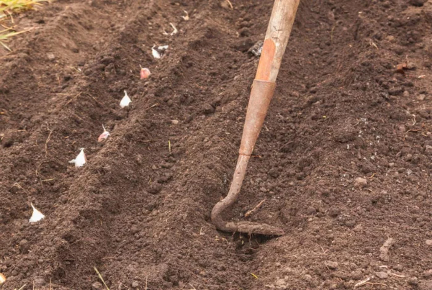 How Much Does It Cost to Plant an Acre of Garlic? 🐝