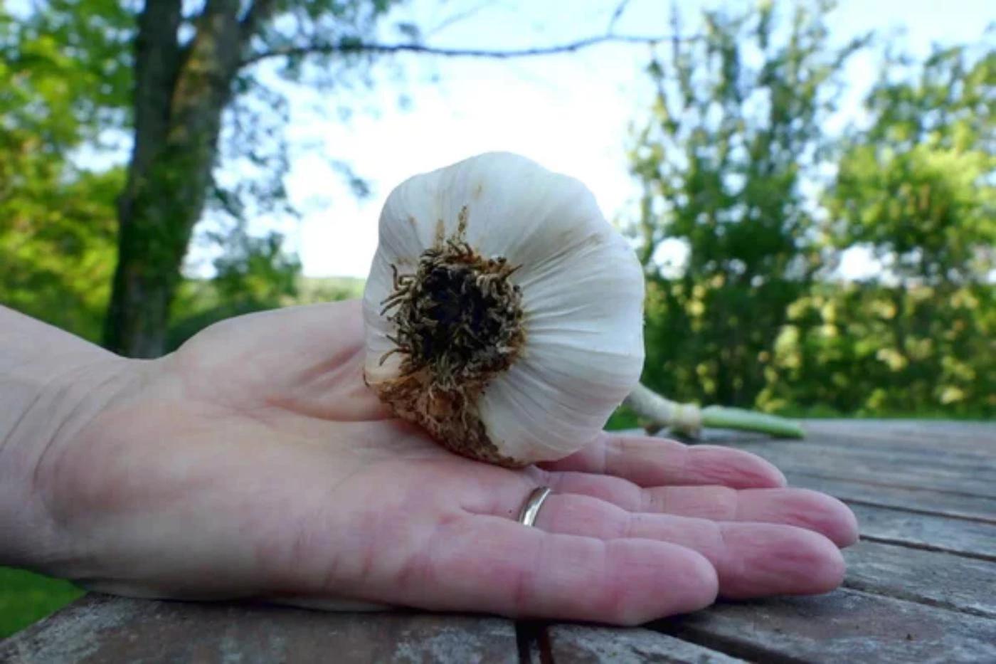How Deep Can You Plant Hardneck Garlic? 🐝