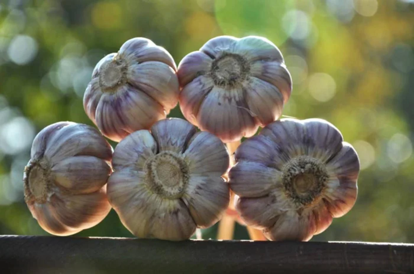 How Deep Can You Plant Hardneck Garlic? 🐝