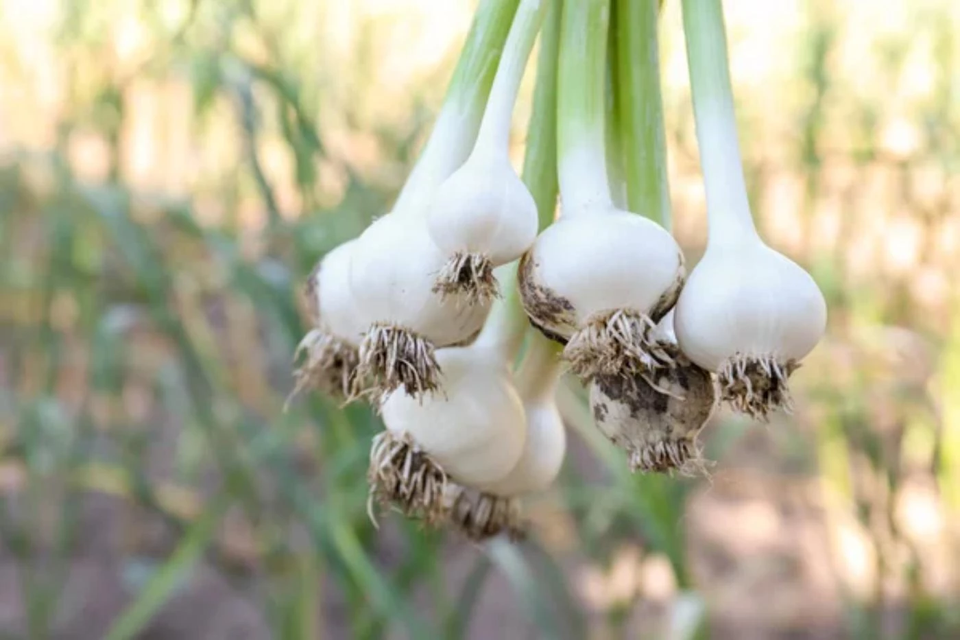 How Deep Can You Plant Hardneck Garlic? 🐝
