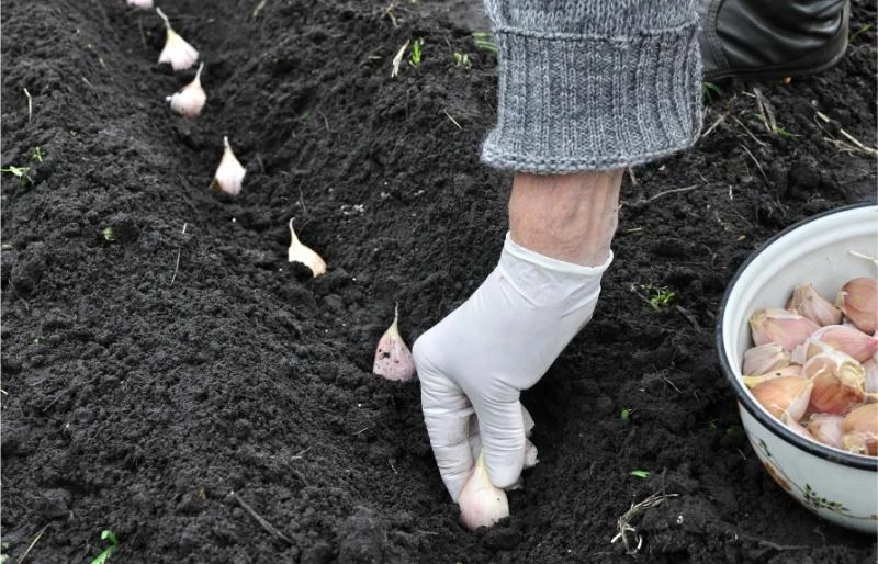 Garlic Farming Equipment You'll Need (With Costs) 🐝