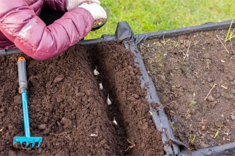 Garlic Farming Equipment You'll Need (With Costs) 🐝