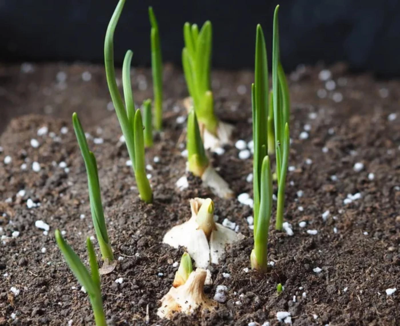 How Much Garlic Seed Can You Plant per Acre? 🐝 Actionable bootstrapping guides