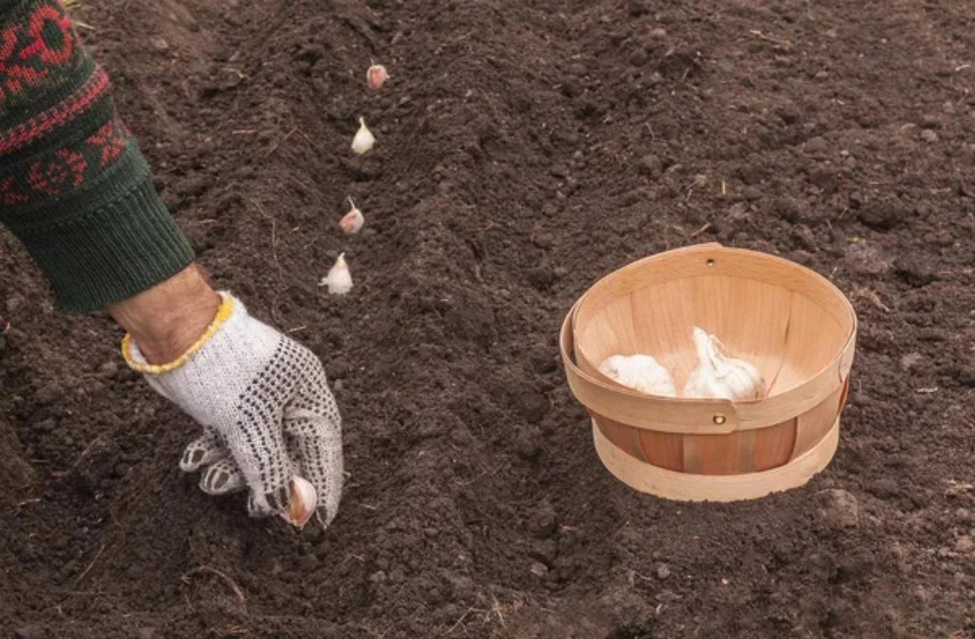 How Deep Can You Plant Garlic? (For Maximum Yields) 🐝 BootstrapBee