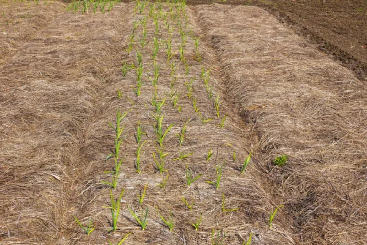 How Long Does Garlic Take to Grow? (Speed It Up) 🐝