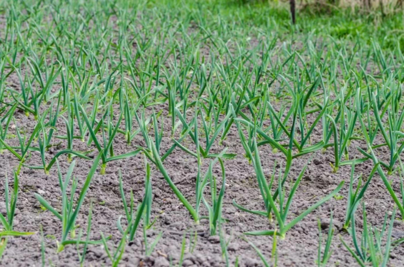 How Deep Can You Plant Elephant Garlic? 🐝 Actionable bootstrapping guides