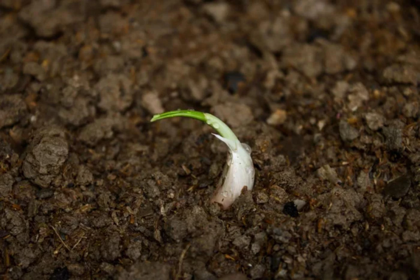 What Is the Spacing for Garlic Plants? 🐝