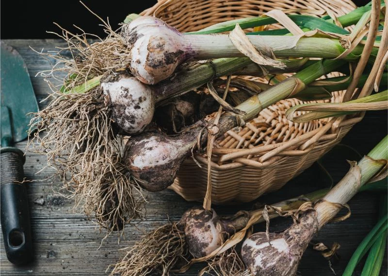 What Is the Best Garlic to Grow in Melbourne? 🐝 Actionable bootstrapping guides