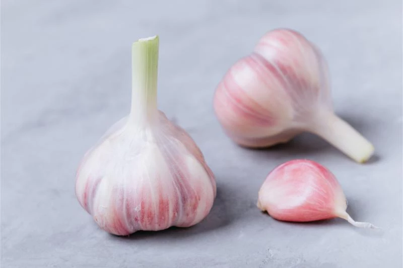 What Is the Best Garlic to Grow in Melbourne? 🐝 Actionable bootstrapping guides