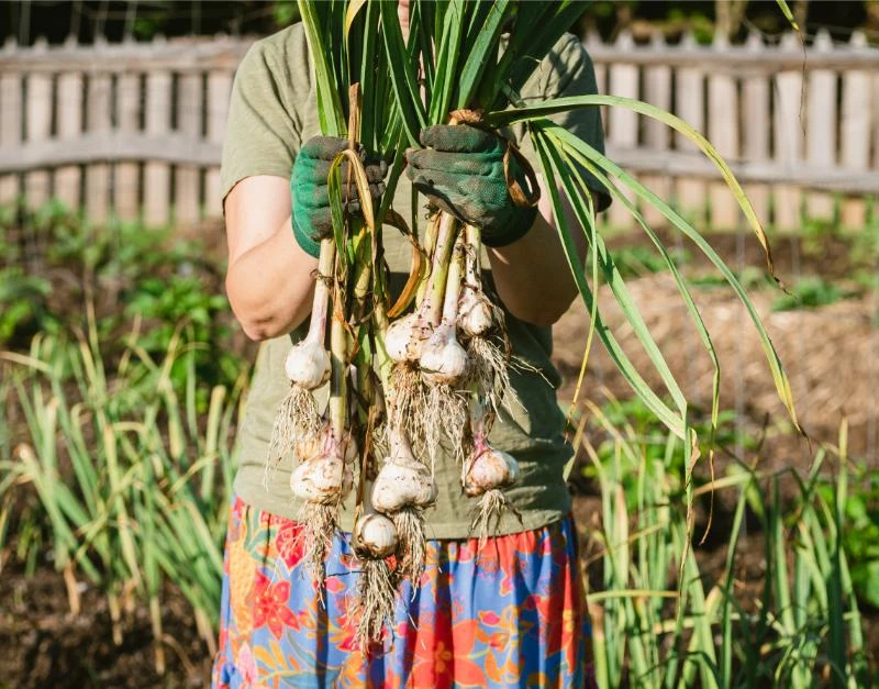 What Is the Best Garlic to Grow in Melbourne? 🐝 Actionable bootstrapping guides