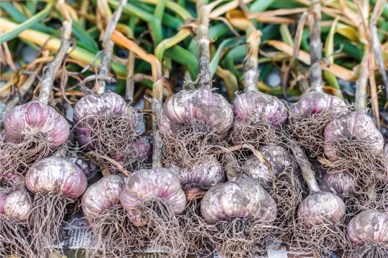 Why Does Garlic Need to Be Cured? (How to Cure It) 🐝