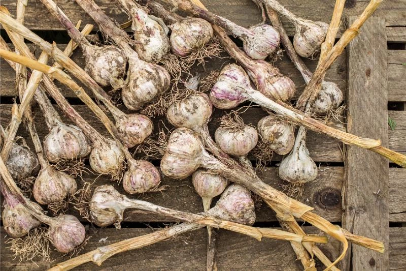 Why Does Garlic Need to Be Cured? (How to Cure It) 🐝