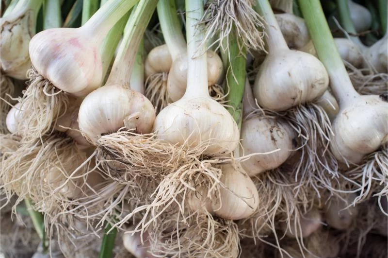 Why Does Garlic Need to Be Cured? (How to Cure It) 🐝