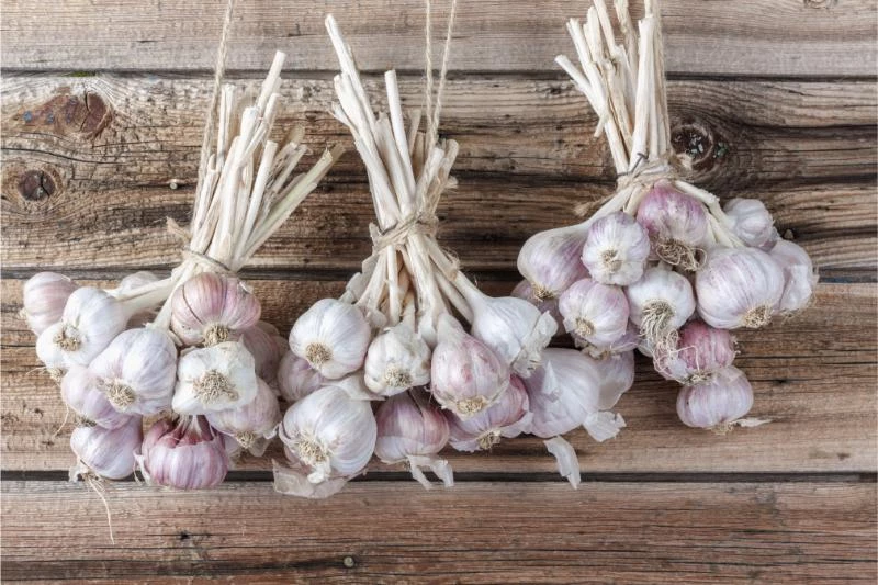 Why Does Garlic Need to Be Cured? (How to Cure It) 🐝
