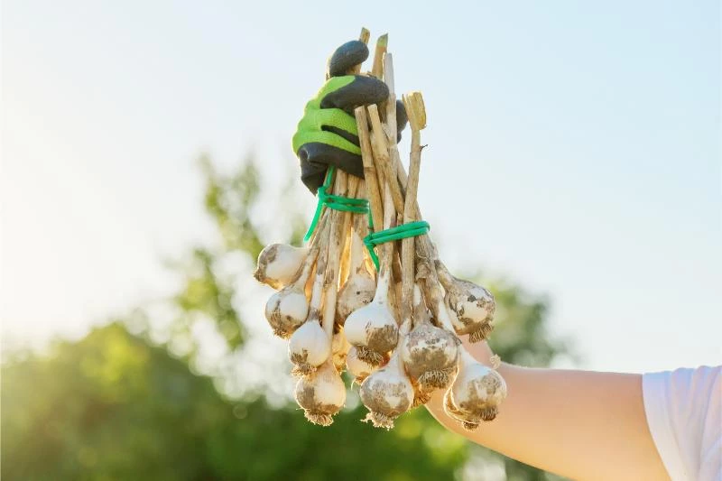 Freshly Harvested Garlic In The Hands Of Woman Far 2023 11 27 05 12 43 Utc.webp