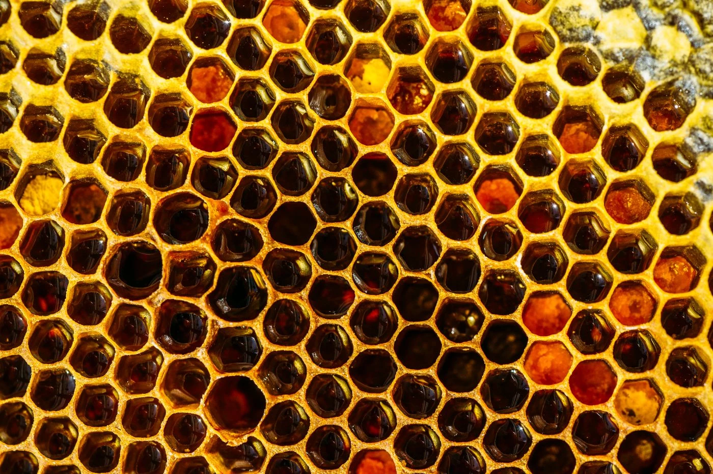Can Humans Eat Royal Jelly? (7 Surprising Uses) 🐝