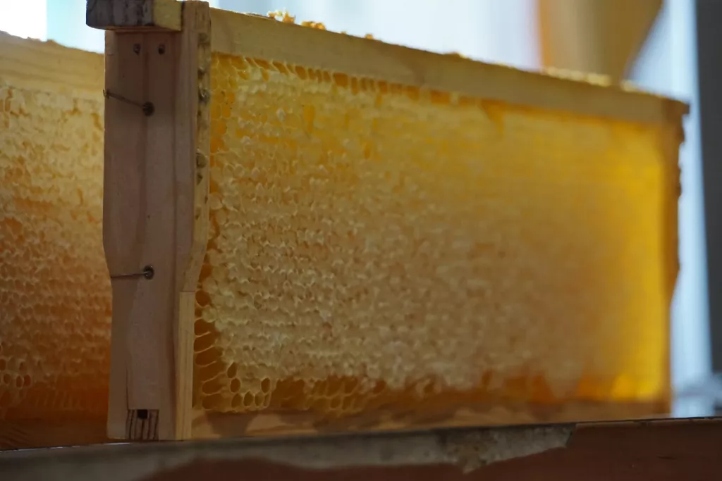 The Best Way to Store Capped Honey Frames 🐝