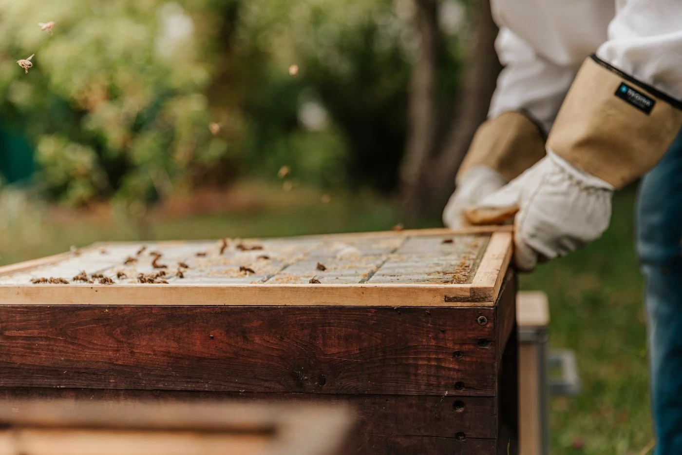 How to Kill Wax Moths – Galena Farms