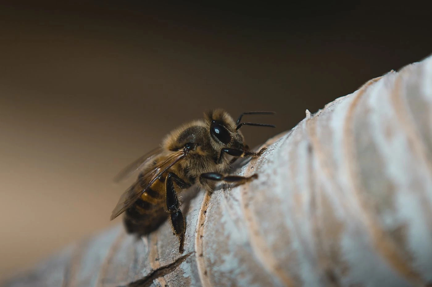 why-do-i-keep-finding-dead-bees-in-my-house-don-t-worry