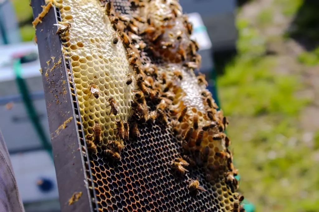 How Far To Move A Split Beehive For Success - 🐝 BootstrapBee.com ...