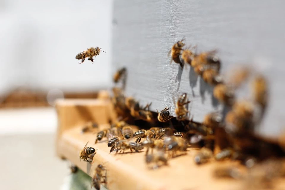How Long Can Bees Be Locked Up? (When Moving a Hive) 🐝 BootstrapBee
