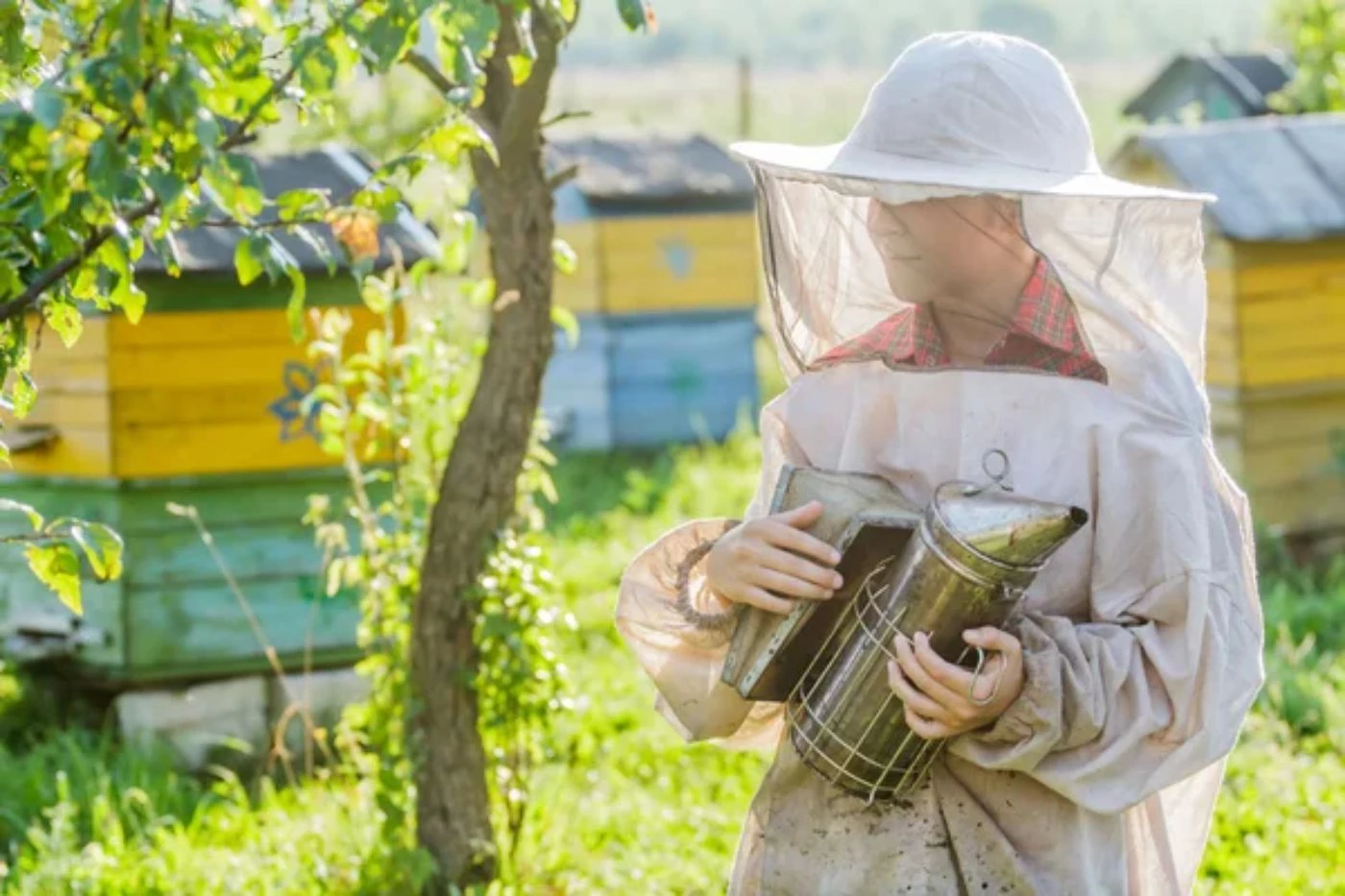 How To Get Rid of a Beehive From a Tree (Move, Remove, Smoke Out) - 🐝 ...