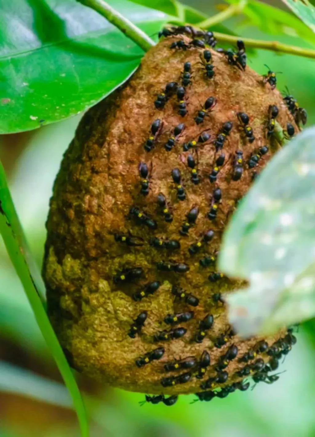 How To Get Rid of a Beehive From a Tree (Move, Remove, Smoke Out) 🐝