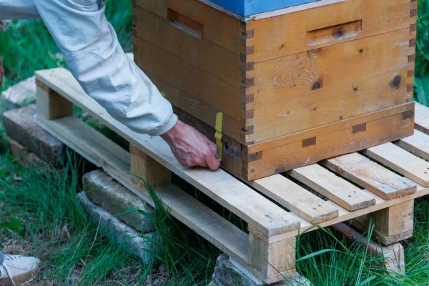 How To Get Rid of a Beehive From a Tree (Move, Remove, Smoke Out) 🐝