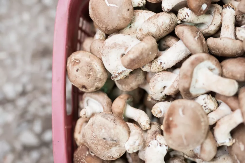 Average Mushroom Yield Overview (Button, Shiitake, Oyster) 🐝