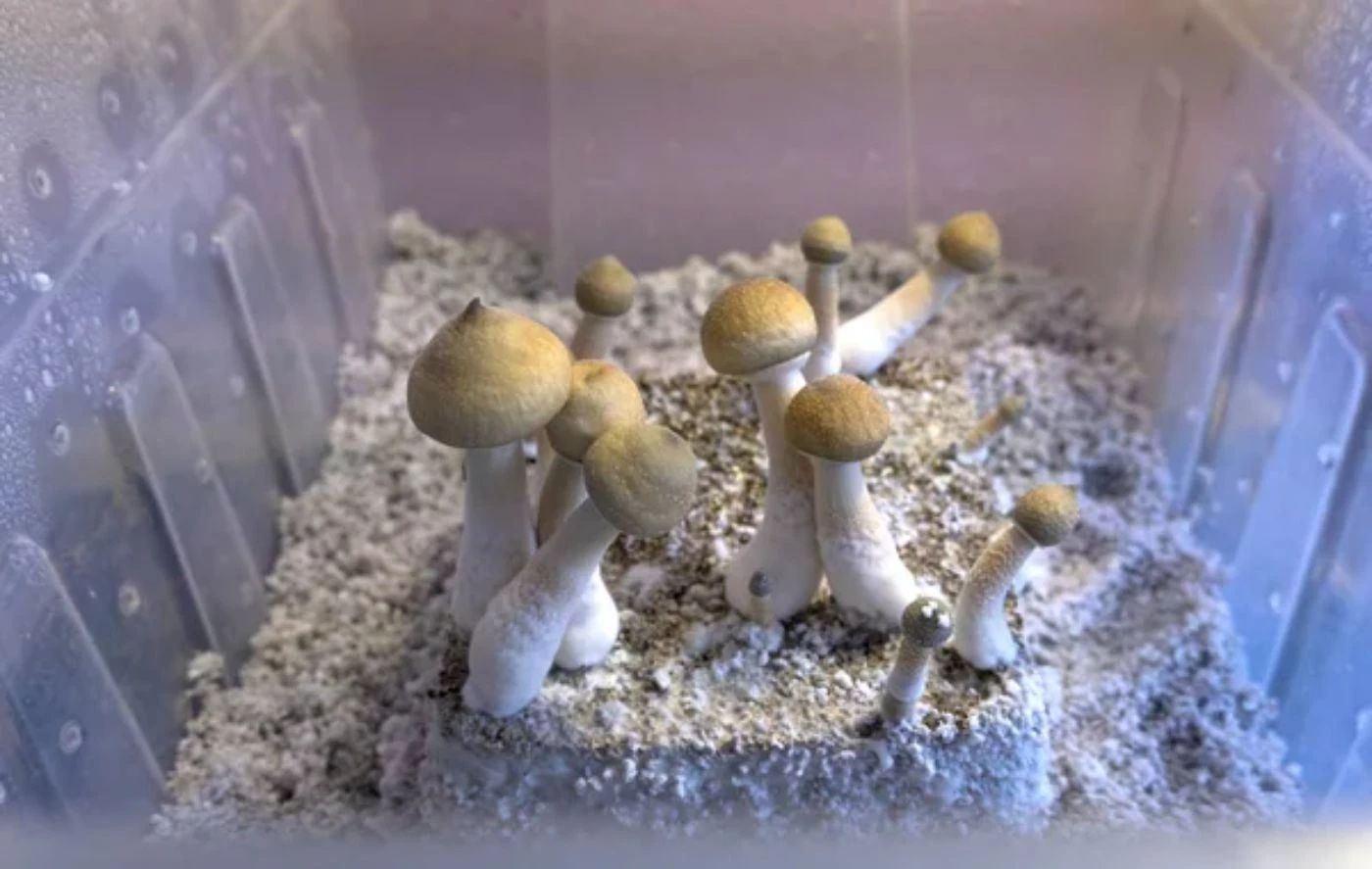 Do Spawn Bags Need Air or Light? 🐝 Actionable