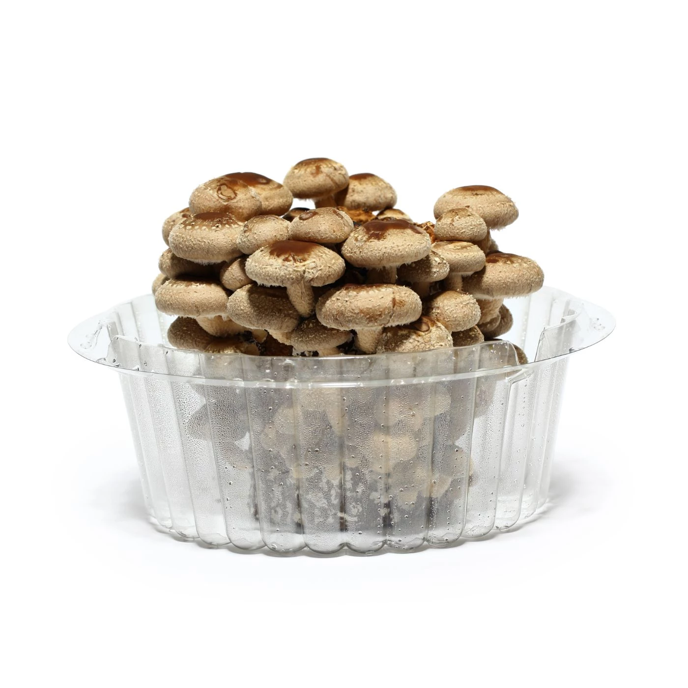 Easy Shiitake Mushroom Substrate Recipe to Make At Home 🐝