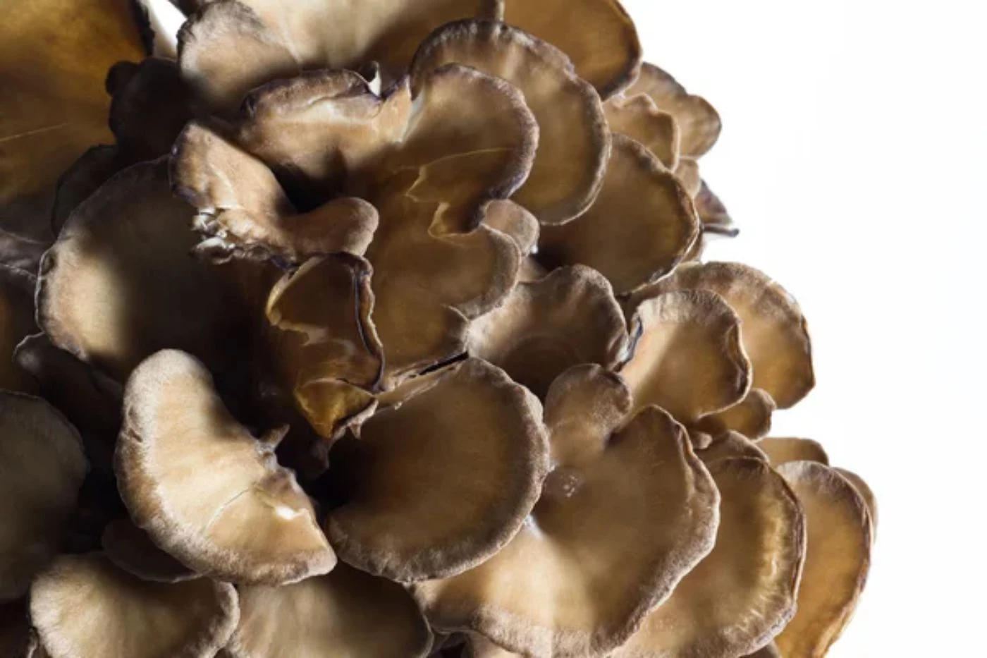 How Fast Does Maitake Grow? Complete Timeline 🐝