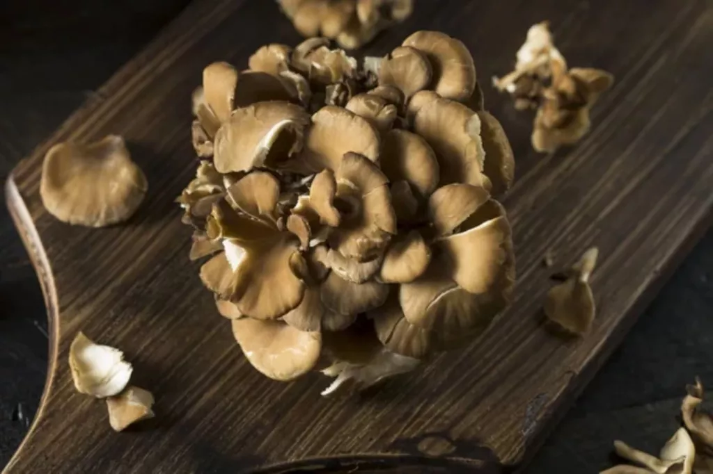 How Fast Does Maitake Grow? Complete Timeline 🐝