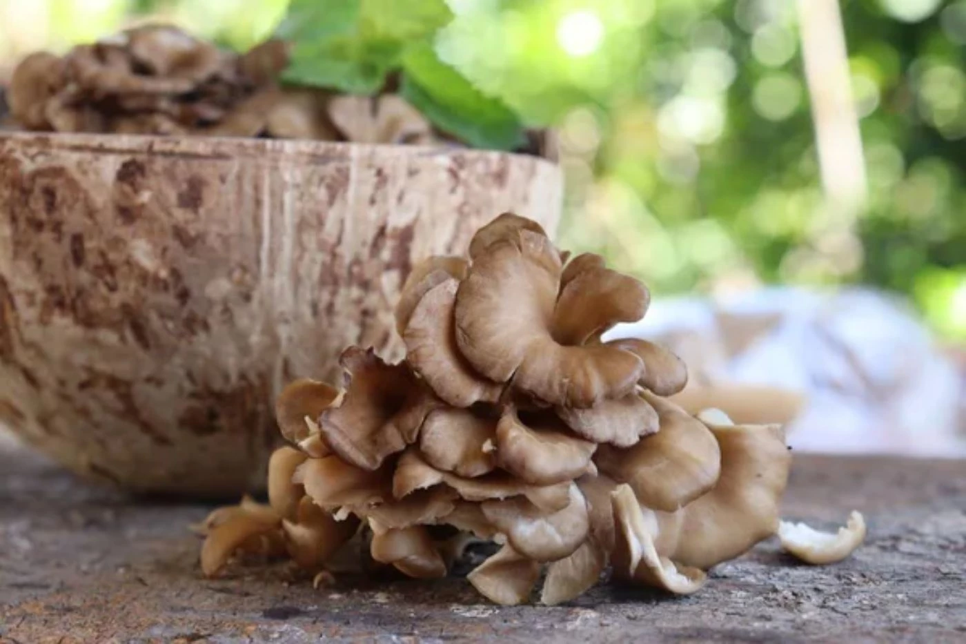 How Fast Does Maitake Grow? Complete Timeline 🐝