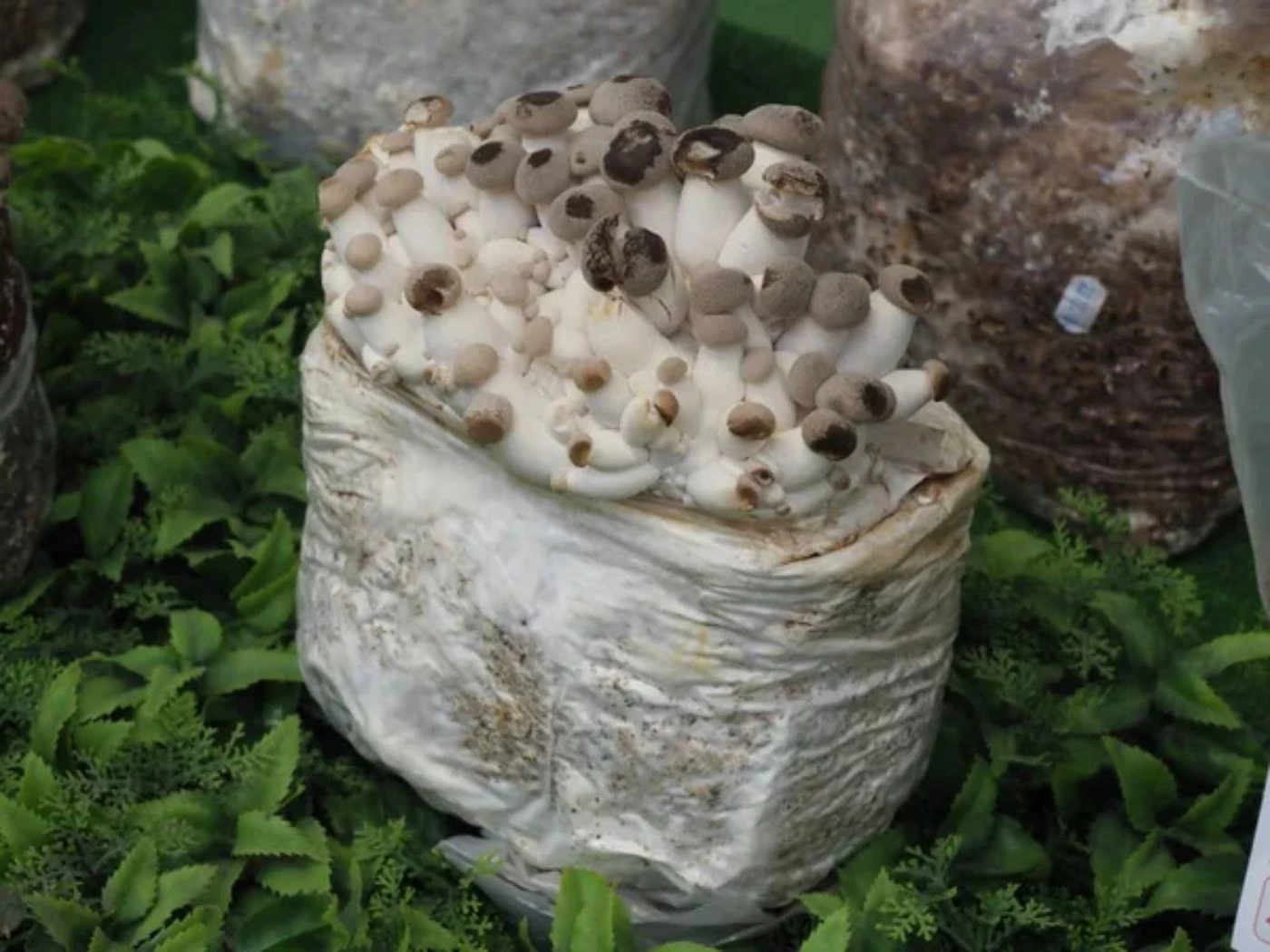 How Long Do Spawn Bags Take to Colonize? 🐝