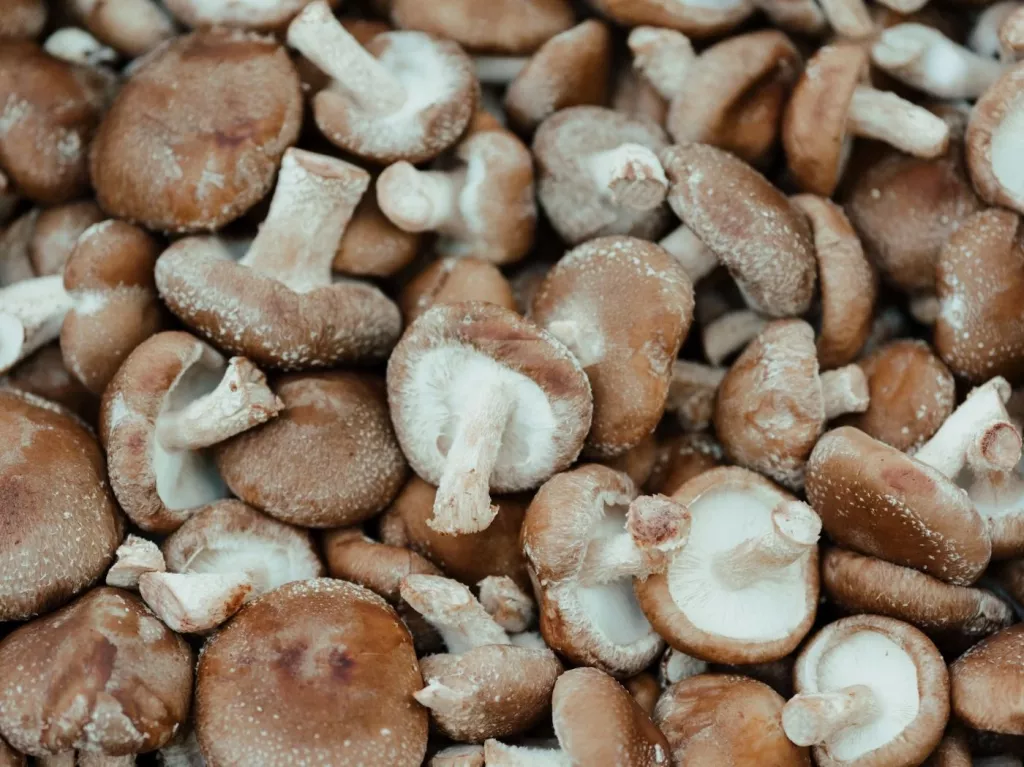 How Long Does Shiitake Take to Grow? (Speed It Up) 🐝