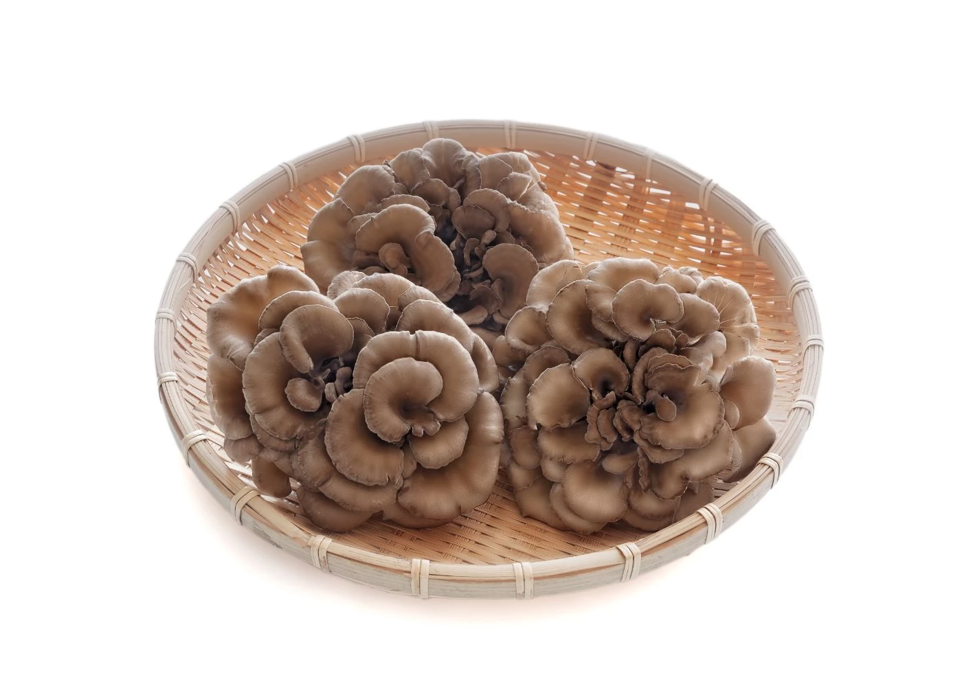 How To Grow Maitake Indoors Do's and Don'ts 🐝