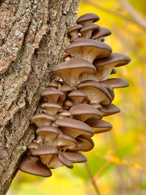 How To Increase Oyster Mushroom Yield (5 Easy Steps) 🐝 BootstrapBee