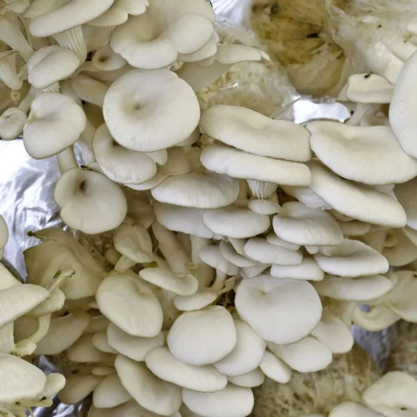 https://bootstrapbee.com/media/pages/mushrooms/is-mushroom-farming-profitable-4-calculations/2369f59081-1680164453/oyster-mushroom-in-thailand-farm-1.webp