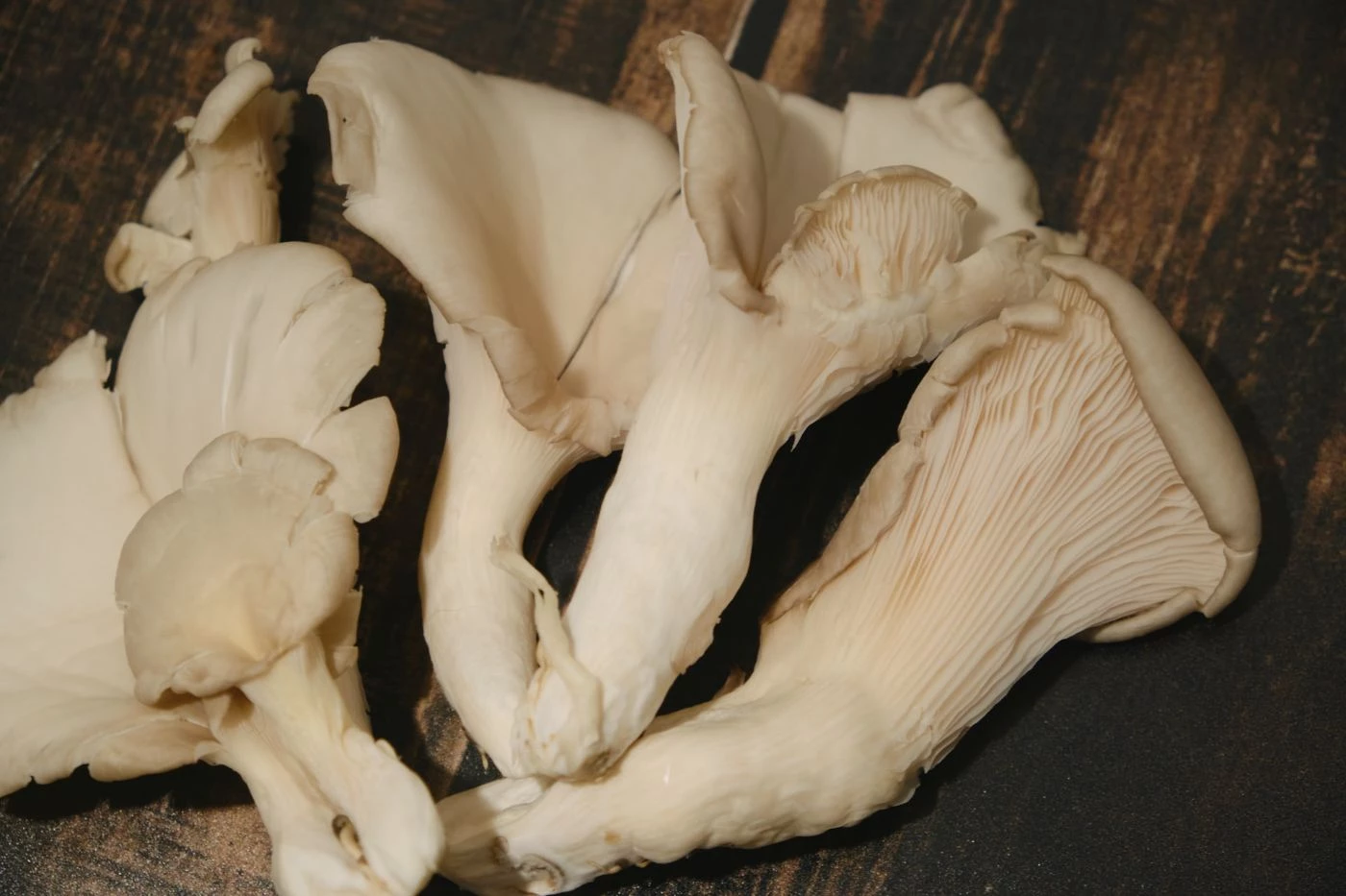 Oyster Mushroom Turning Yellow Try This Easy Fix 🐝