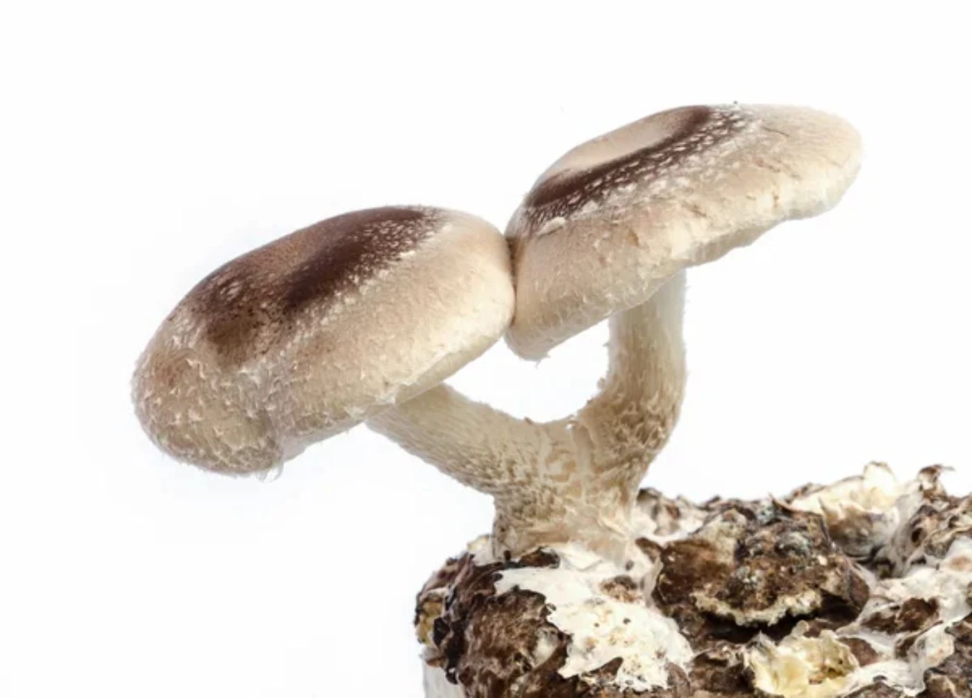 PF Tek vs. Monotub Pros & Cons for Beginners Explained 🐝