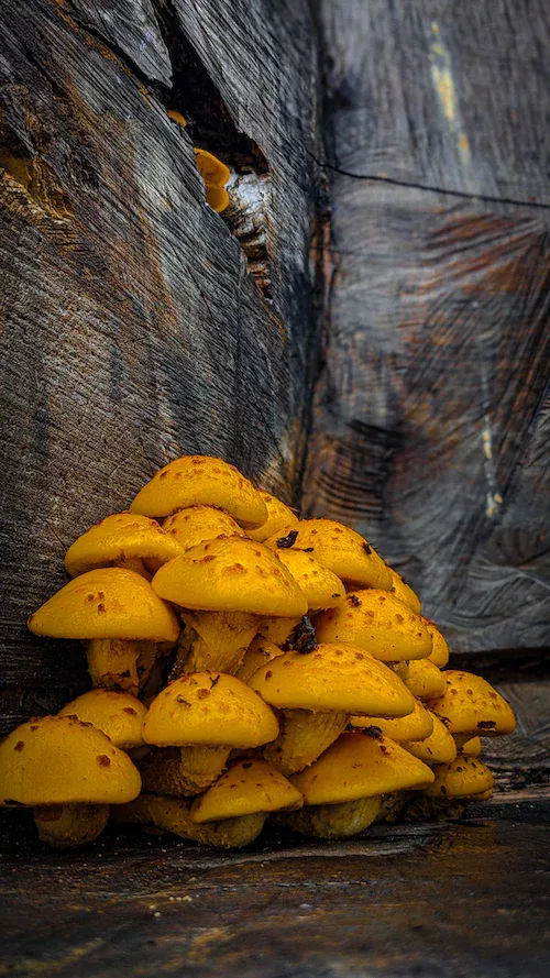 What Triggers Mushroom Fruiting? (Ideal Conditions Explained) 🐝