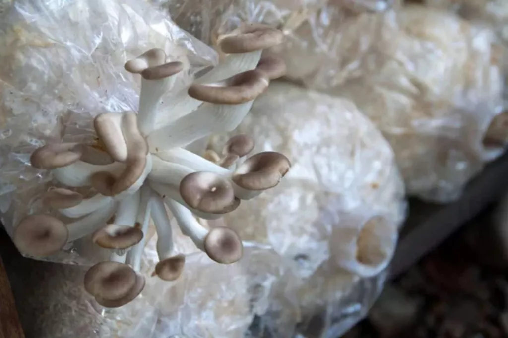 Mycelium on Your Mushrooms – Smallhold