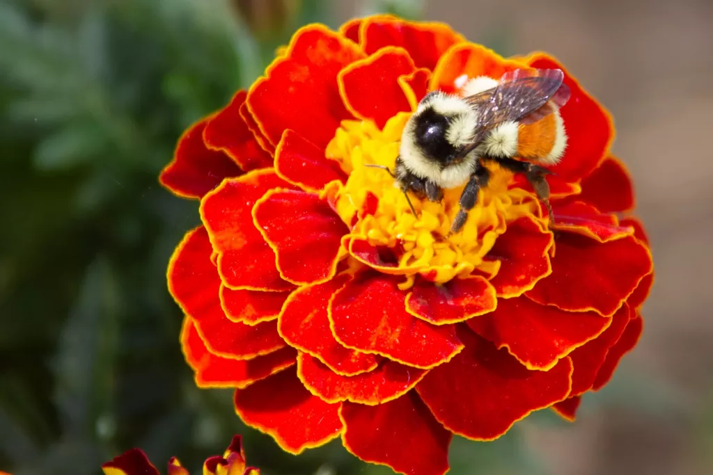 What Flowers Do Bees Like Least? 11 Surprising Examples 🐝