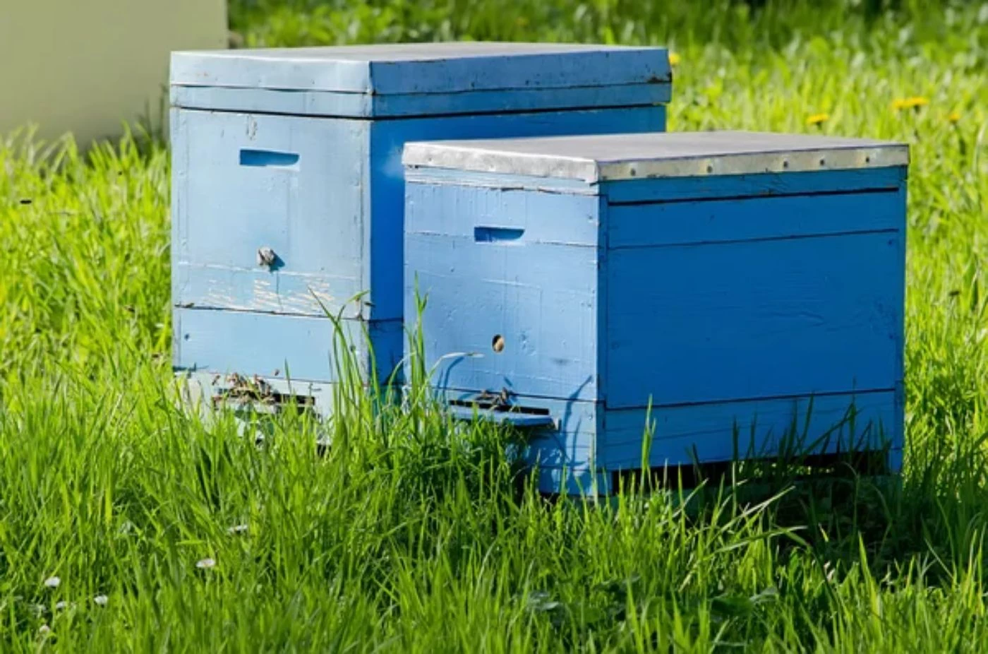 How Many Beehives Do You Need Per Acre of Clover? 🐝