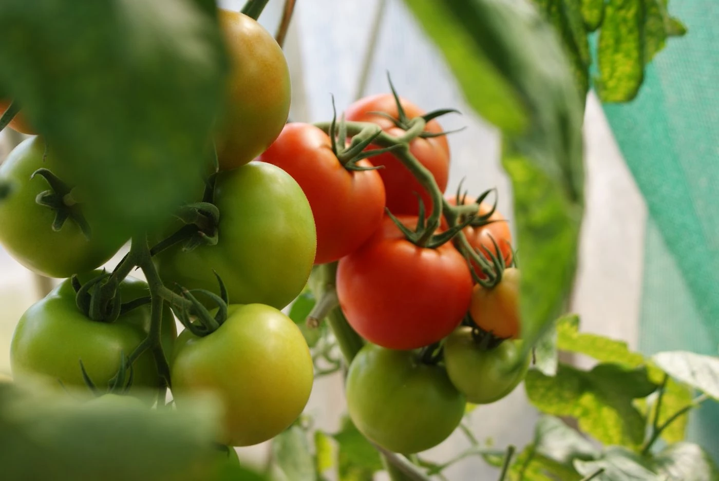 an image of ripe and unripe tomatoes